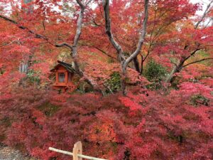 2024年11月大阪発 平日限定 鍬山神社と出雲大神宮と湯の花温泉「おもてなしの宿 渓山閣」日帰りバスの旅