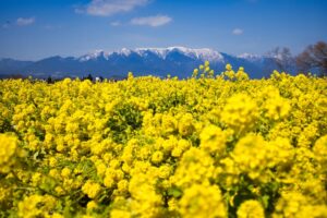 2025年２月大阪発 雄琴温泉 雄山荘での豪華ご昼食と一面の黄色のじゅうたん菜の花観賞 日帰りバスの旅