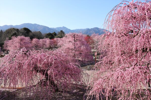 2025年2月3月大阪発 一度は見たい東海一のいなべ梅林と圧巻鈴鹿の森庭園のしだれ梅観賞とイセエビ&松阪牛のご昼食 日帰りバスの旅