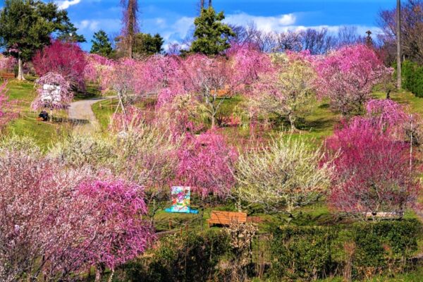 2025年3月大阪発 春の訪れをお得に満喫！かざはやの里と伊勢志摩めぐり 日帰りバスの旅