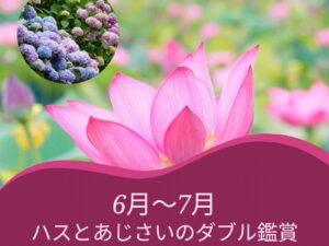 【助成金ツアー】極楽浄土平池公園のハス観賞と西林寺都麻乃郷あじさい園
