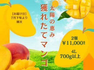 贈答用にも！蒲郡産獲れたてマンゴー２個セット（４Ｌ）