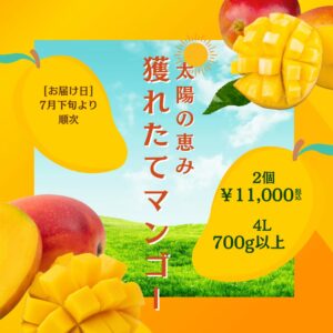 贈答用にも！蒲郡産獲れたてマンゴー２個セット（４Ｌ）