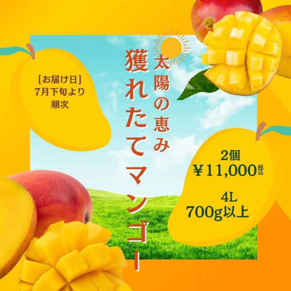 贈答用にも！蒲郡産獲れたてマンゴー２個セット（４Ｌ）