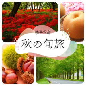 秋を楽しむ栗拾い（1kgお持ち帰り）とメタセコイア並木に湖に浮かぶ鳥居 白髭神社【早期お申込みで梨2個のお土産付】
