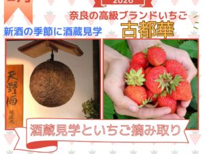 【2026年2月】河内長野で酒蔵見学＆酒蔵の食事処でご昼食と奈良高級ブランドいちご古都華の摘み取り体験