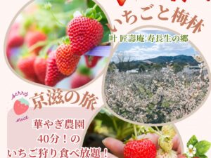 【2026年2.3月】春の足元が聞こえる♪いちご狩り食べ放題と梅林観賞 日帰りバスの旅
