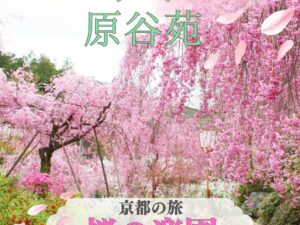 【2026年4月】一度は見たい！桜の楽園といわれる 京都 原谷苑としょうざんリゾートでご昼食 日帰りバスの旅