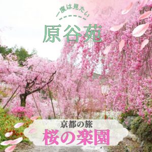 【2026年4月】桜の楽園といわれる 京都 原谷苑としょうざんリゾートでご昼食 日帰りバスの旅